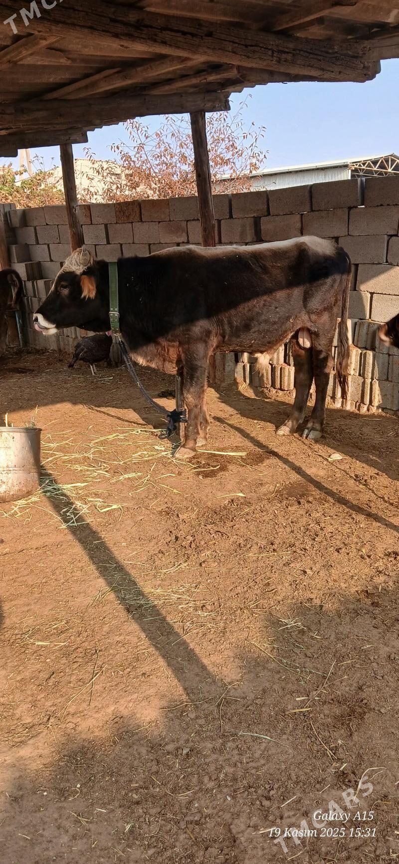 Okiz - Бахарден - img 1