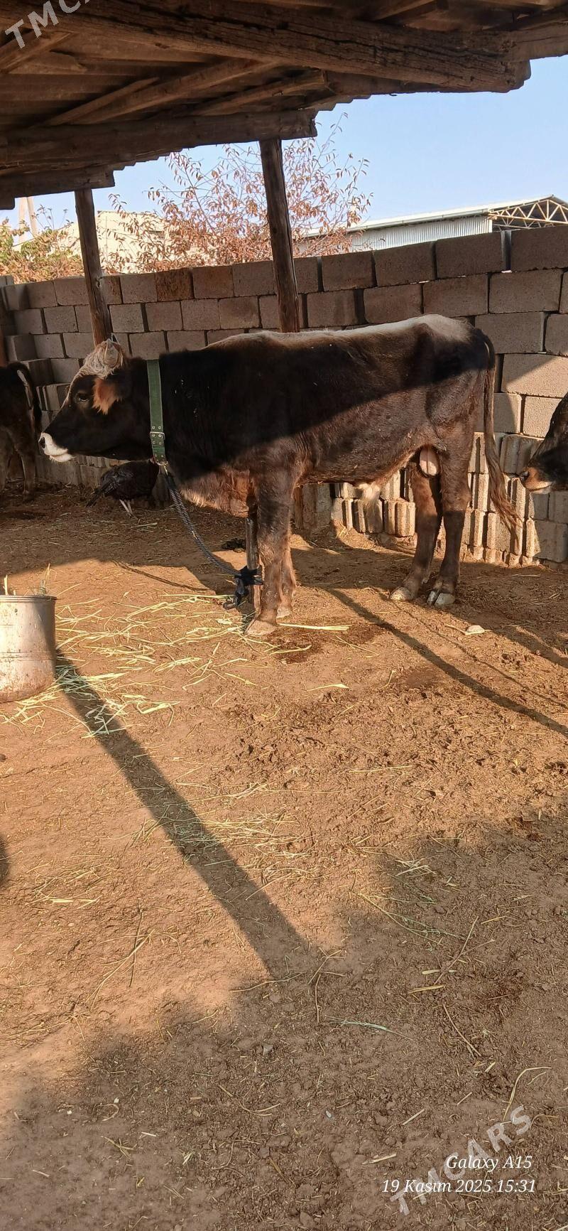 Okiz - Бахарден - img 2