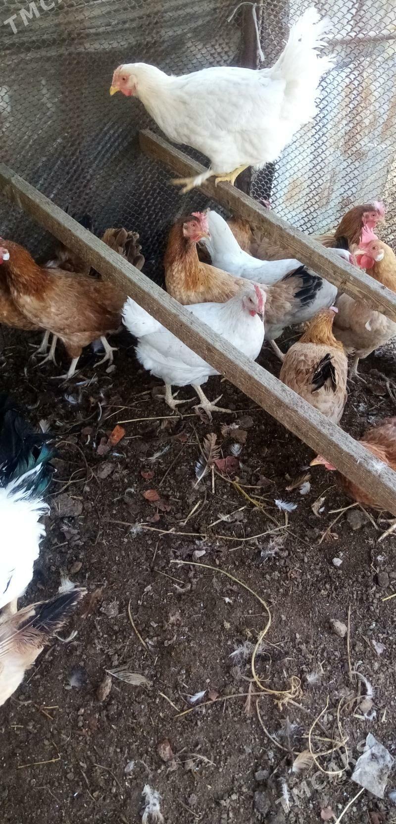 Куры - Туркменабат - img 2