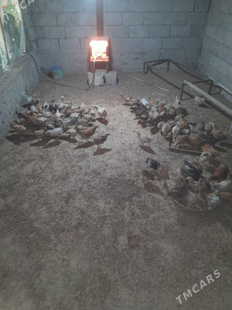 juje - Гёкдже - img 1