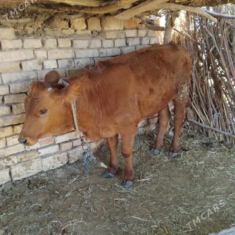 tüwe - Бабадайхан - img 1