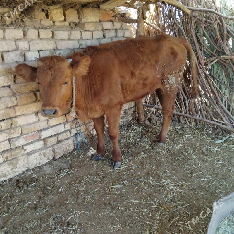 tüwe - Бабадайхан - img 2