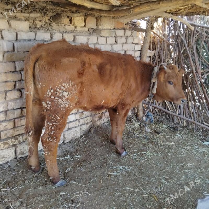 tüwe - Бабадайхан - img 3