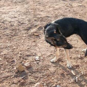 Gerda - Губадаг - img 1