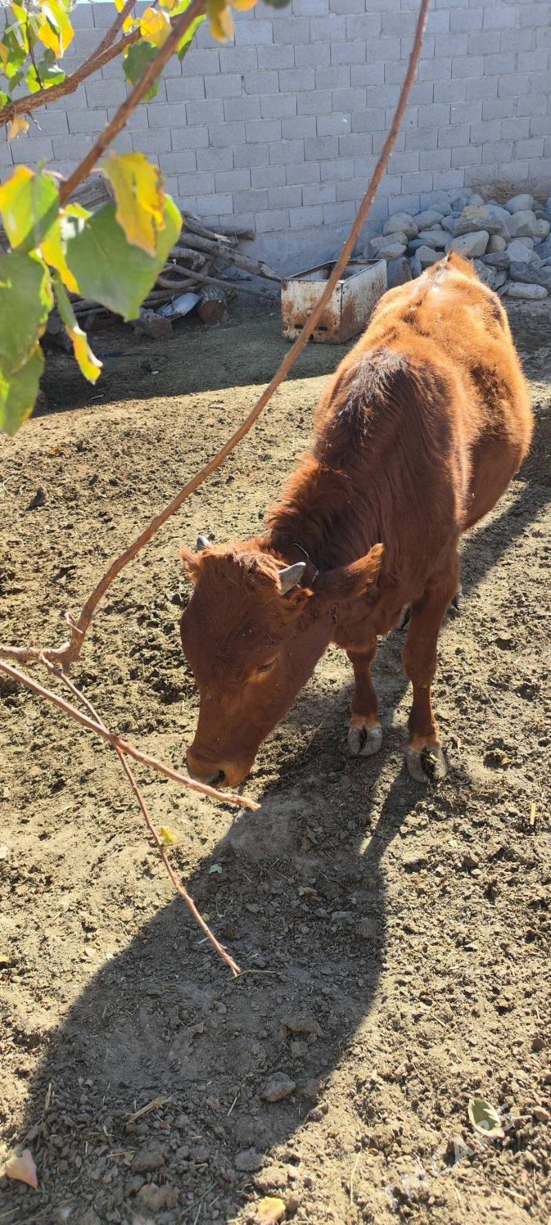 okizler - Бахарден - img 6