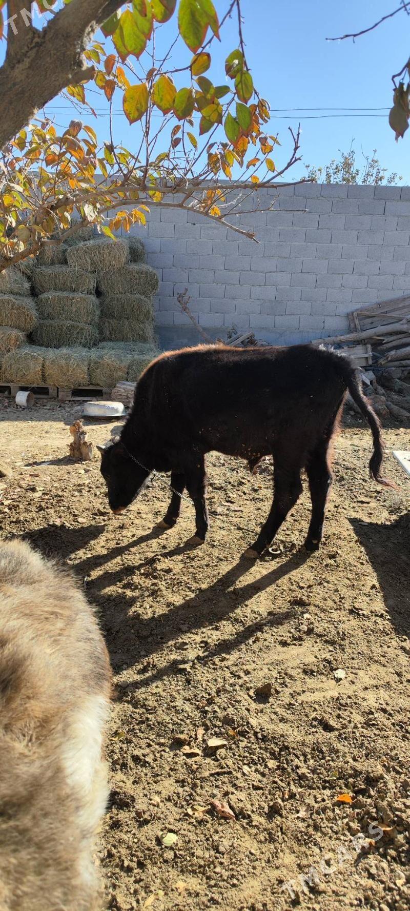 okizler - Бахарден - img 1