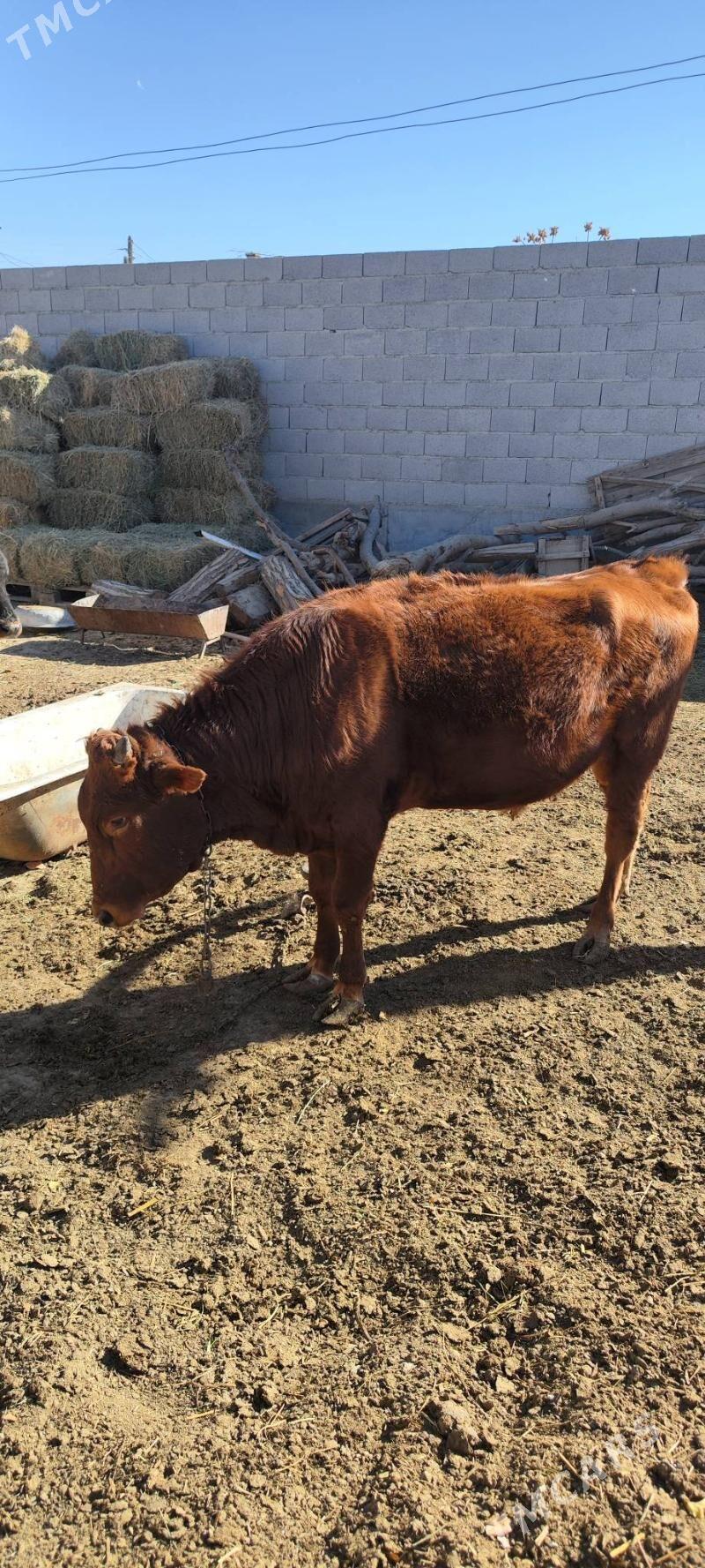 okizler - Бахарден - img 4