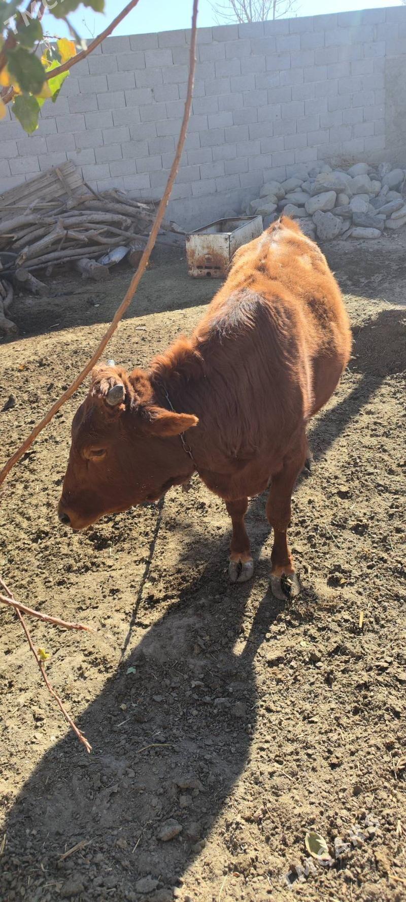 okizler - Бахарден - img 7