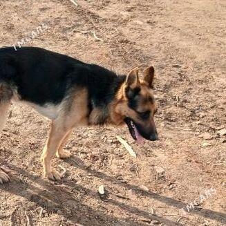 Gerda - Губадаг - img 2