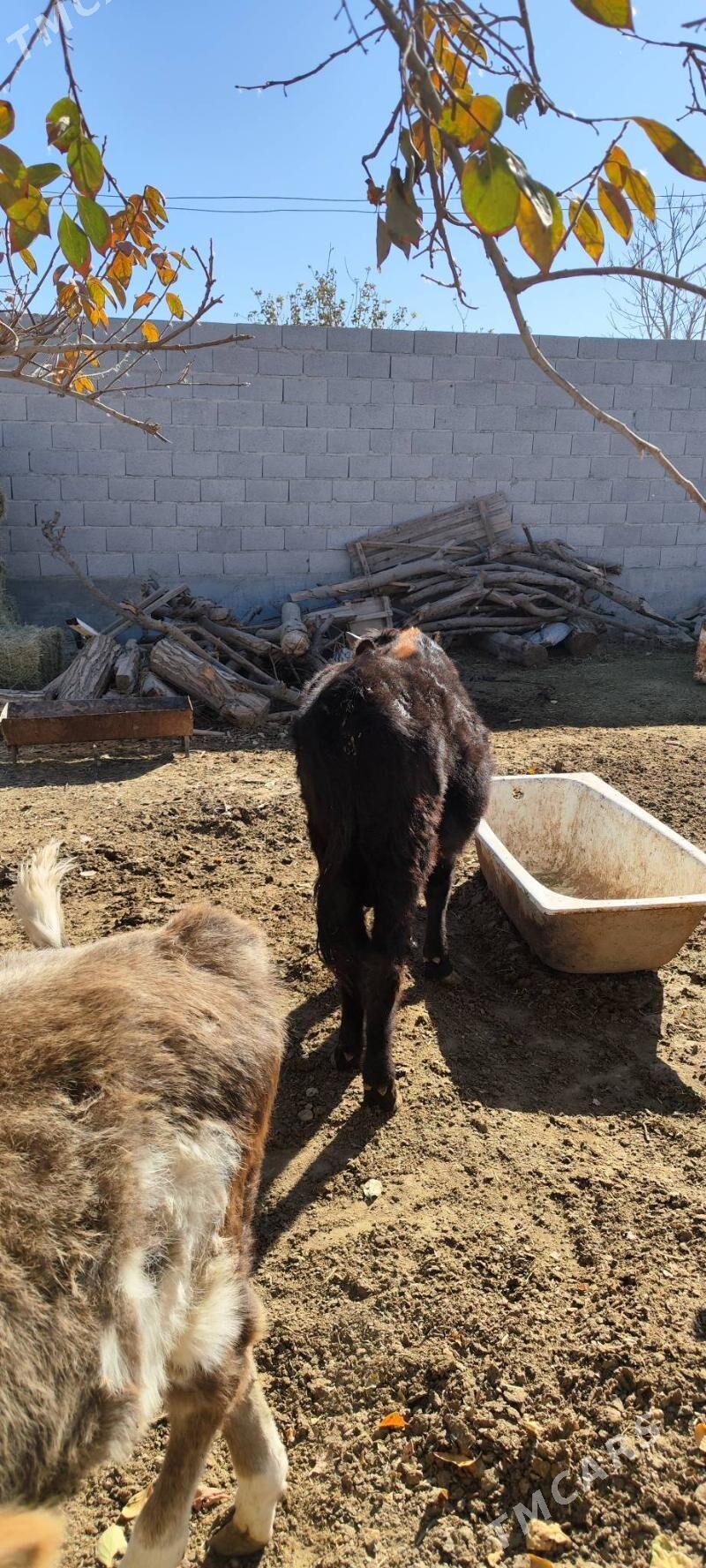 okizler - Бахарден - img 2