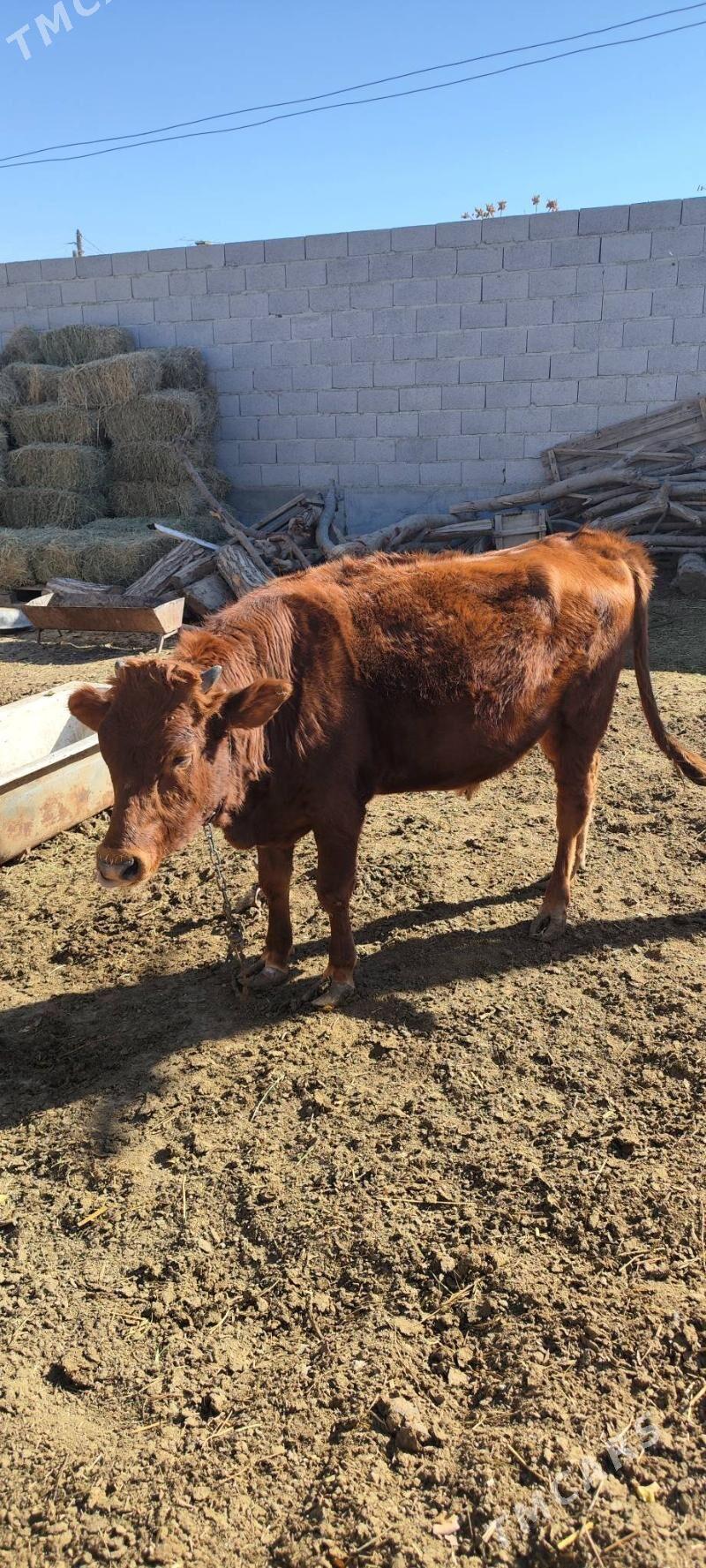 okizler - Бахарден - img 5