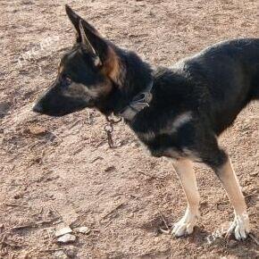 Gerda - Губадаг - img 3