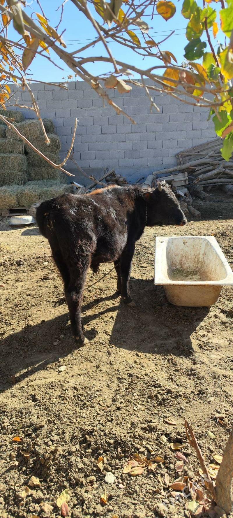 okizler - Бахарден - img 3