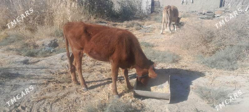 sygyr - Бахарден - img 2