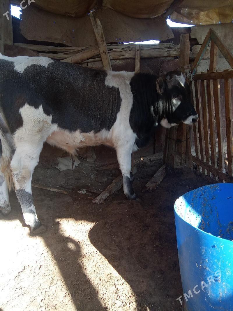 oküz - Эсенгулы - img 2