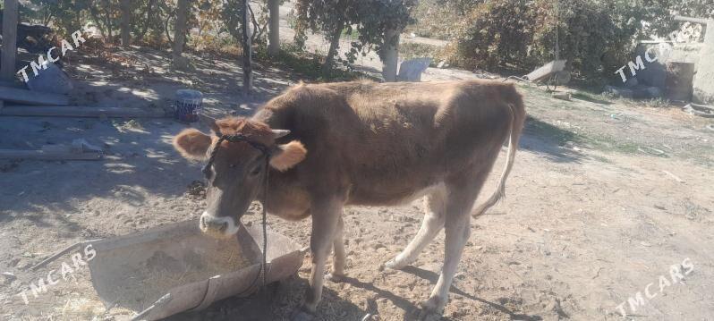 sygyr - Бахарден - img 3