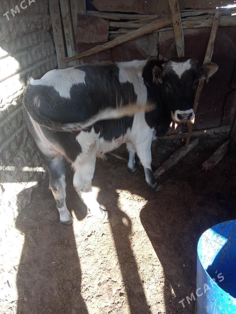 oküz - Эсенгулы - img 1