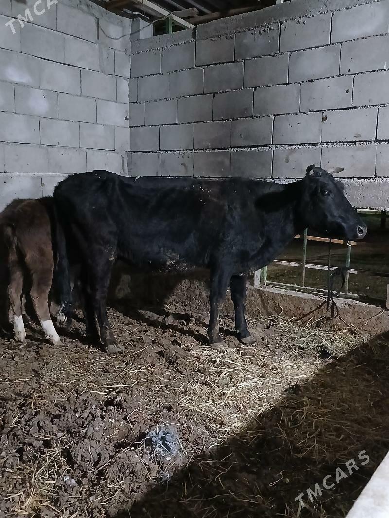 Goleli sygyr - Gökdepe - img 2