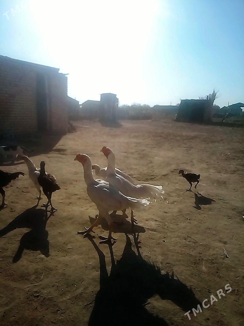 TASKENT HORAZ - Мары - img 1