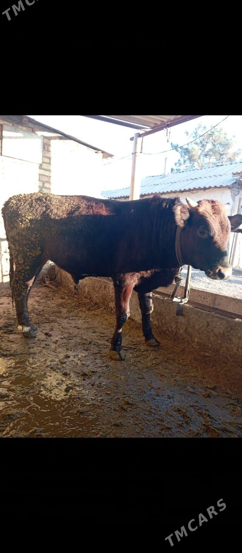 Öküz - Babadaýhan - img 3