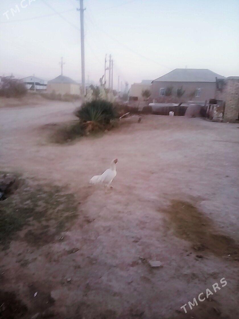 TASKENT HORAZ - Мары - img 7