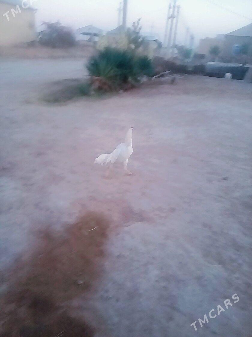 TASKENT HORAZ - Мары - img 6