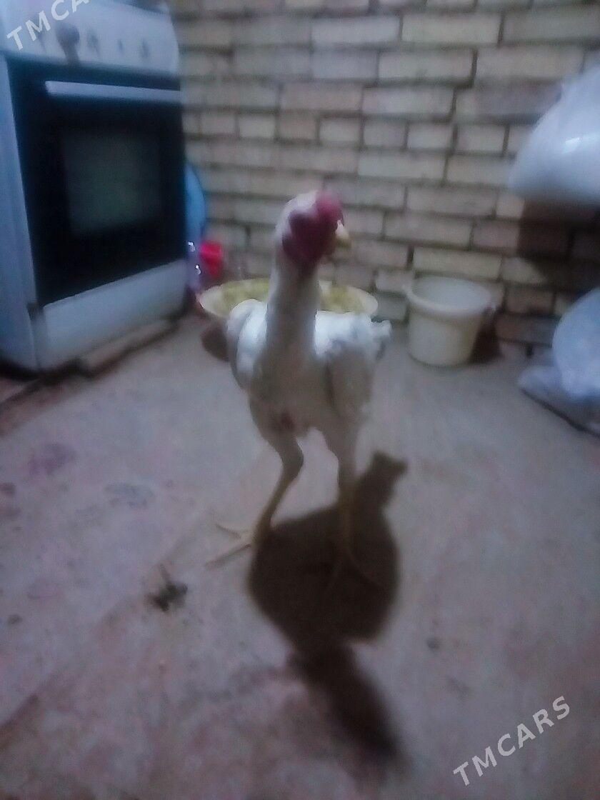 TASKENT HORAZ - Мары - img 3