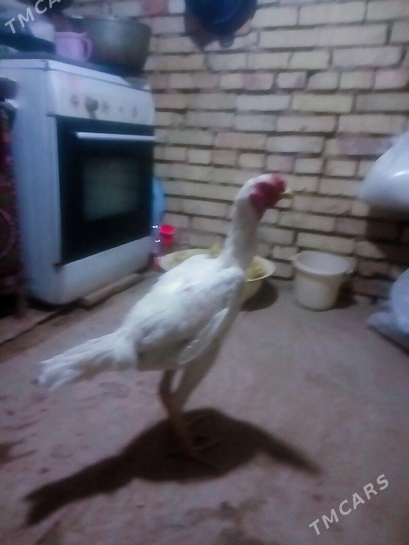 TASKENT HORAZ - Мары - img 5