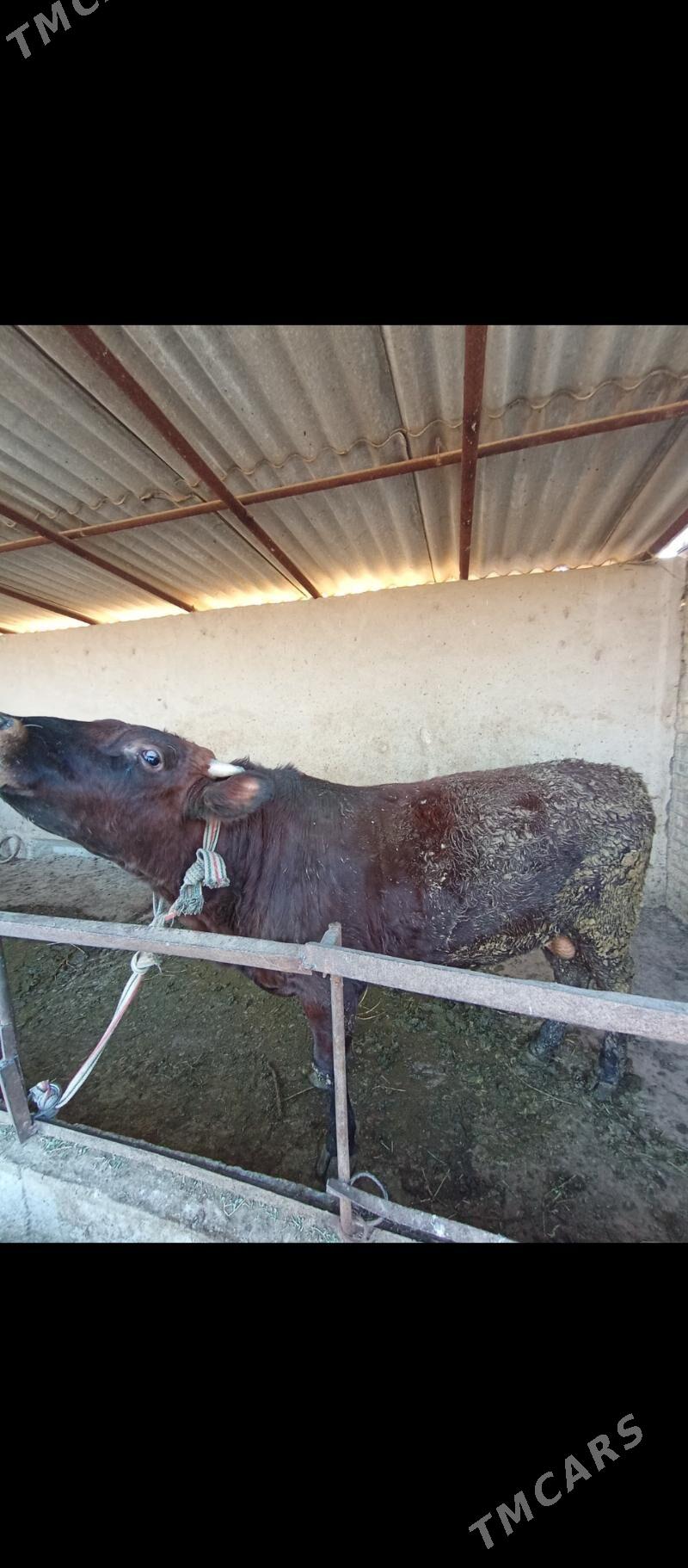 Öküz - Babadaýhan - img 1