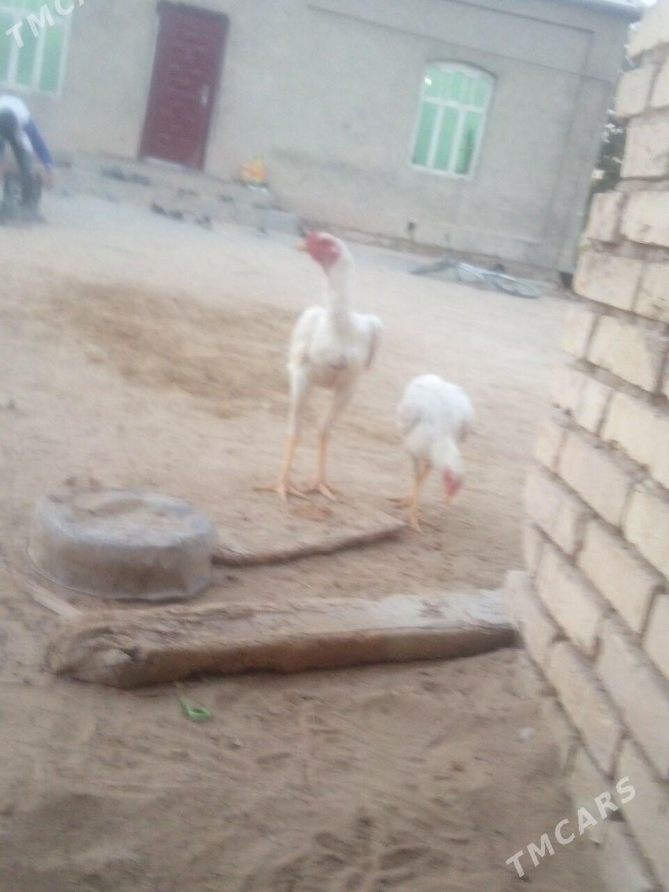 TASKENT HORAZ - Мары - img 8