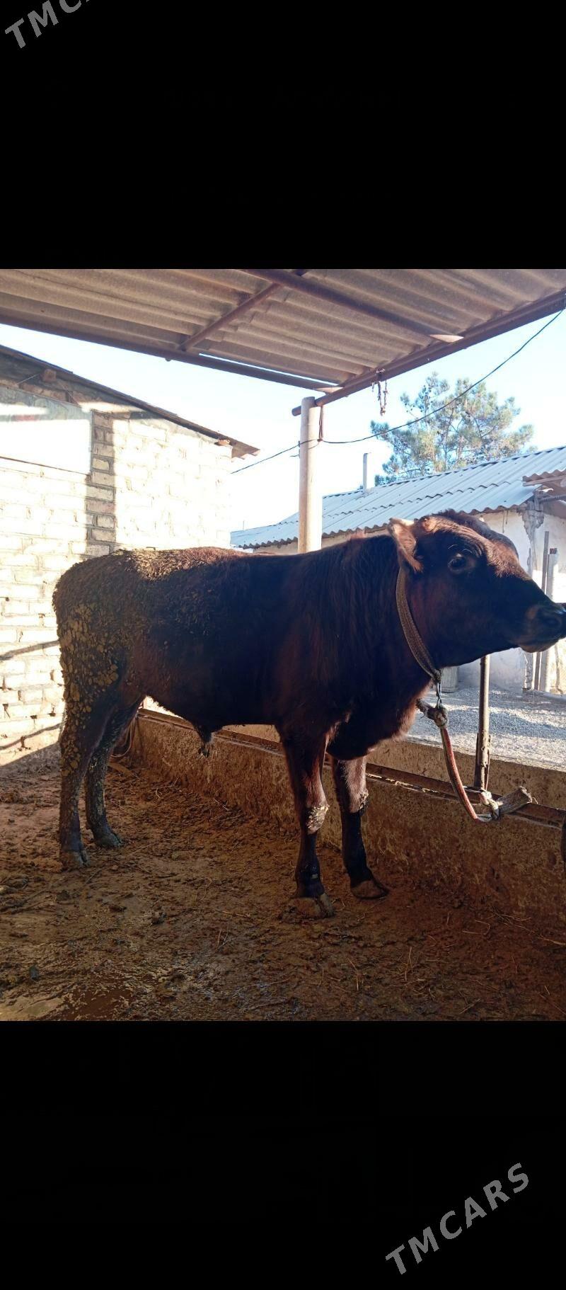 Öküz - Babadaýhan - img 2