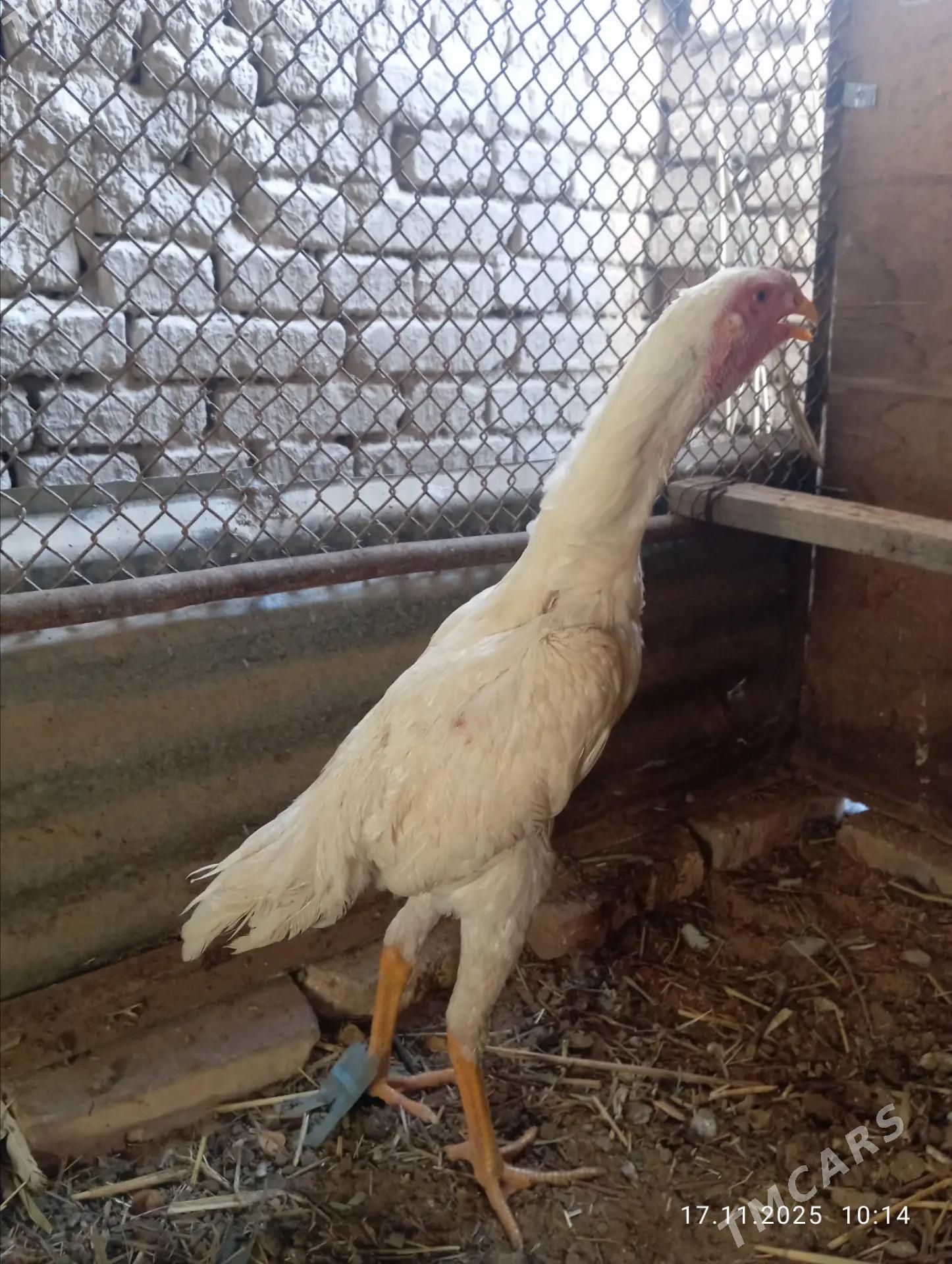 TASKENT HORAZ - Мары - img 10