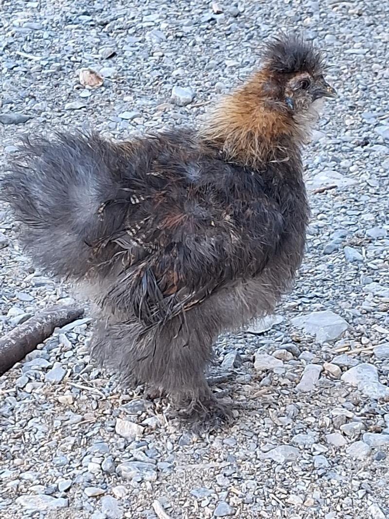 towuk - Gyzylarbat - img 1