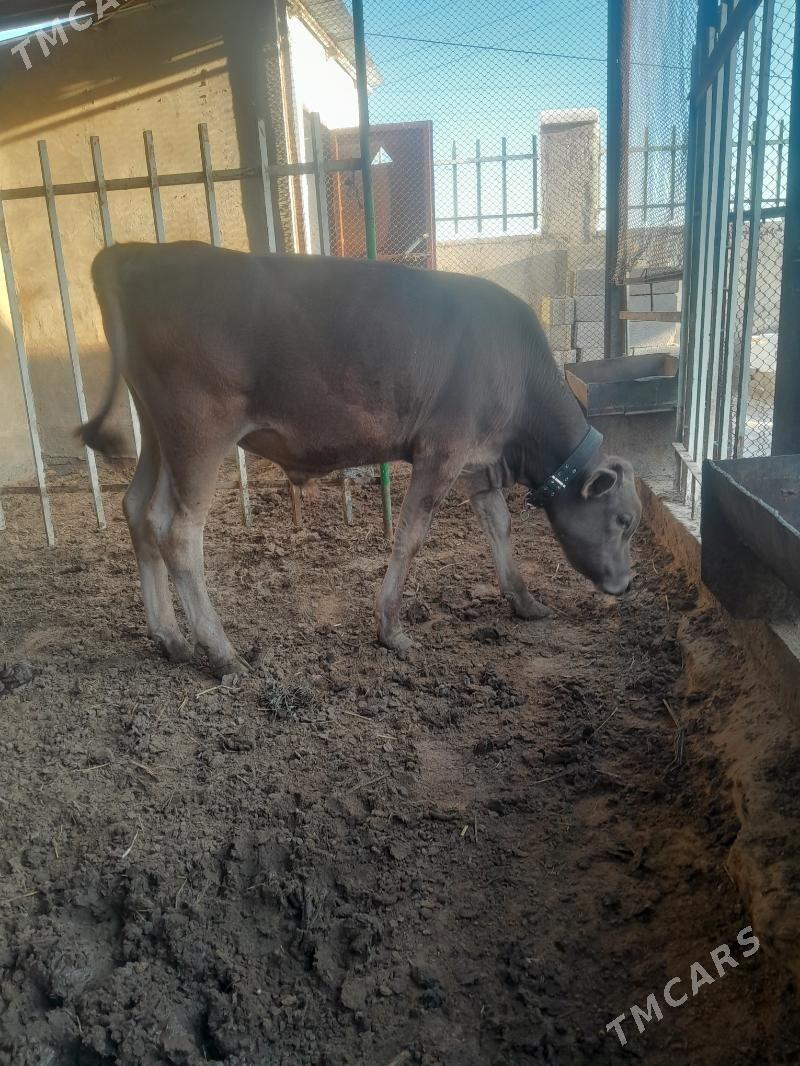 okuz - Bagyr - img 2