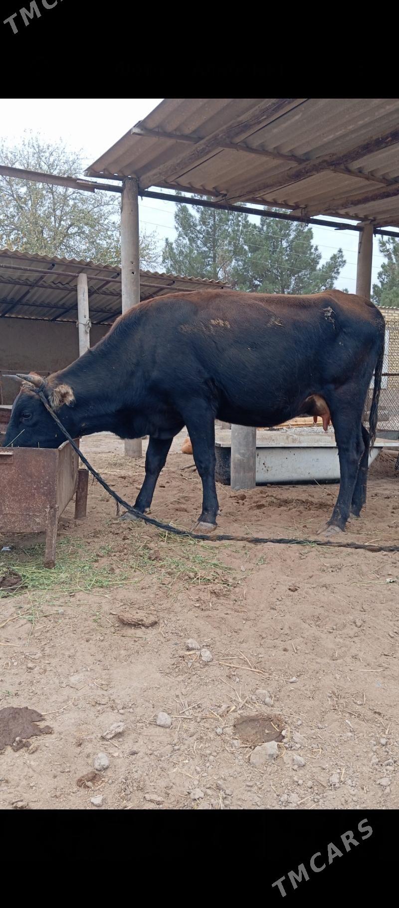 Göleli sygyr - Babadaýhan - img 1