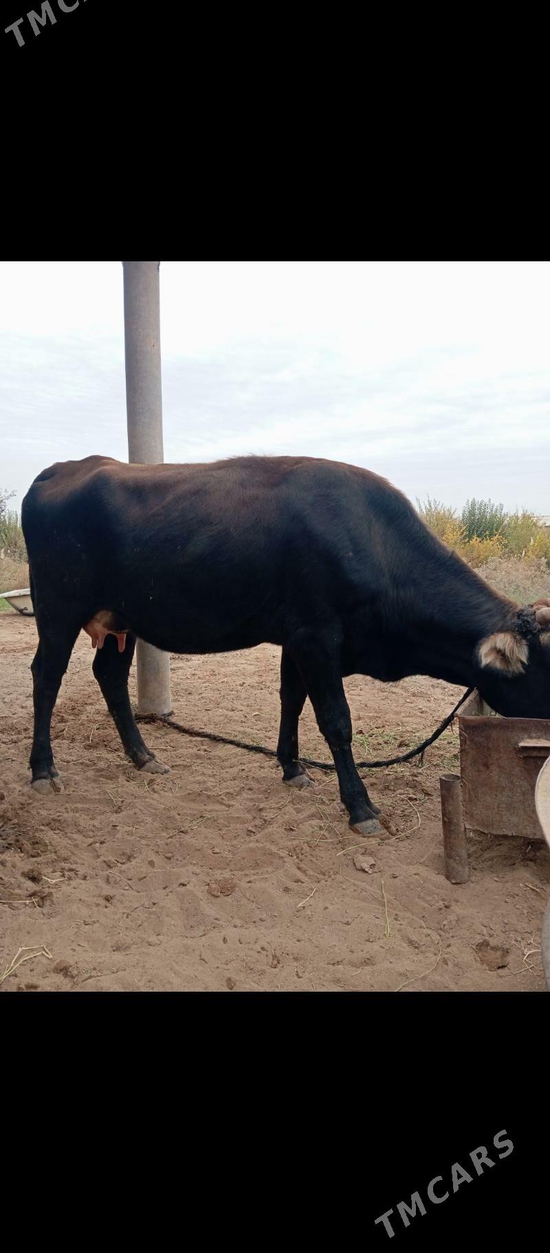 Göleli sygyr - Babadaýhan - img 2