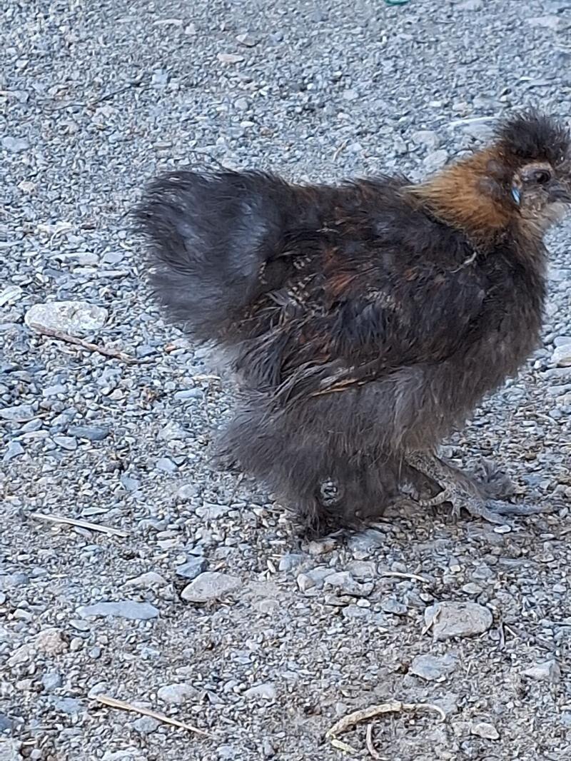 towuk - Gyzylarbat - img 2