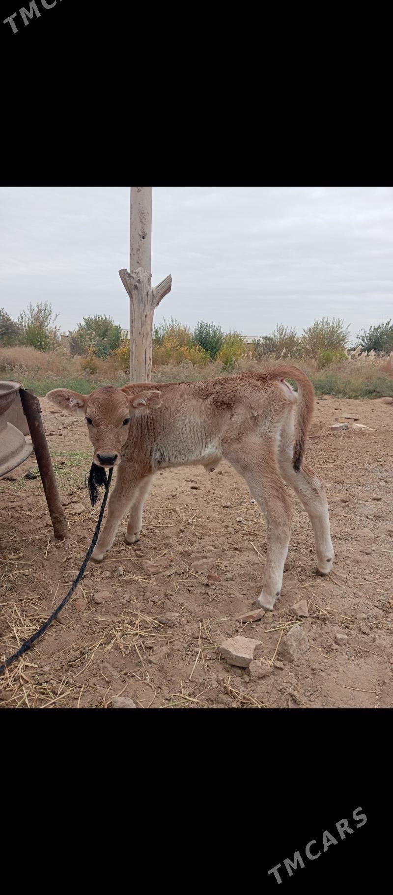 Göleli sygyr - Babadaýhan - img 3