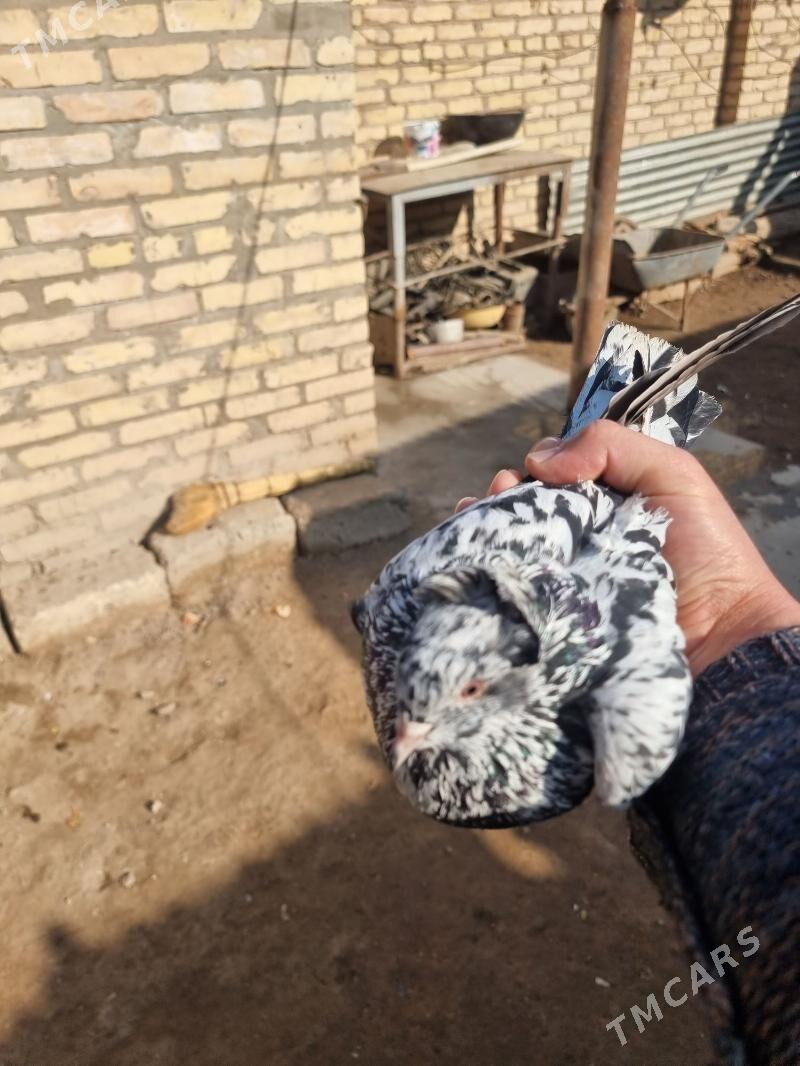 Kepderi - Türkmenabat - img 2