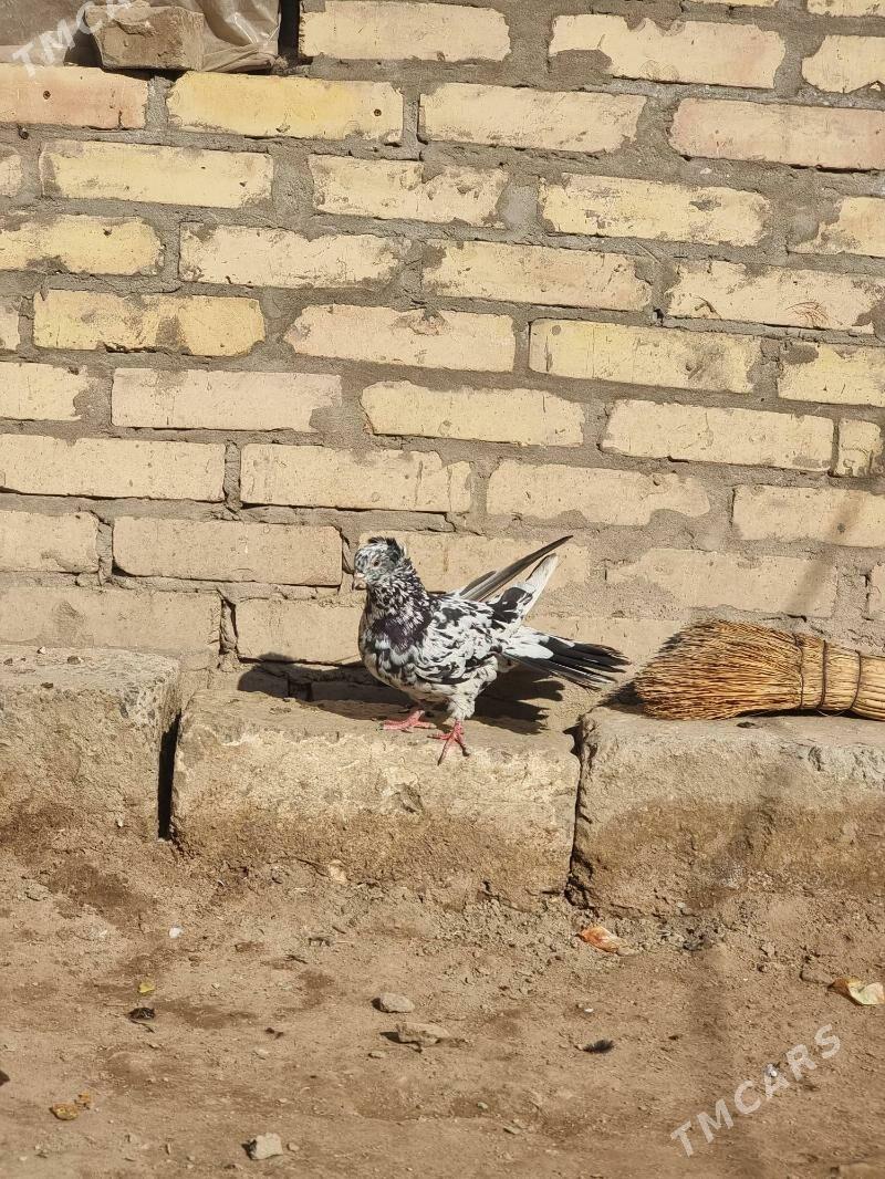 Kepderi - Türkmenabat - img 4