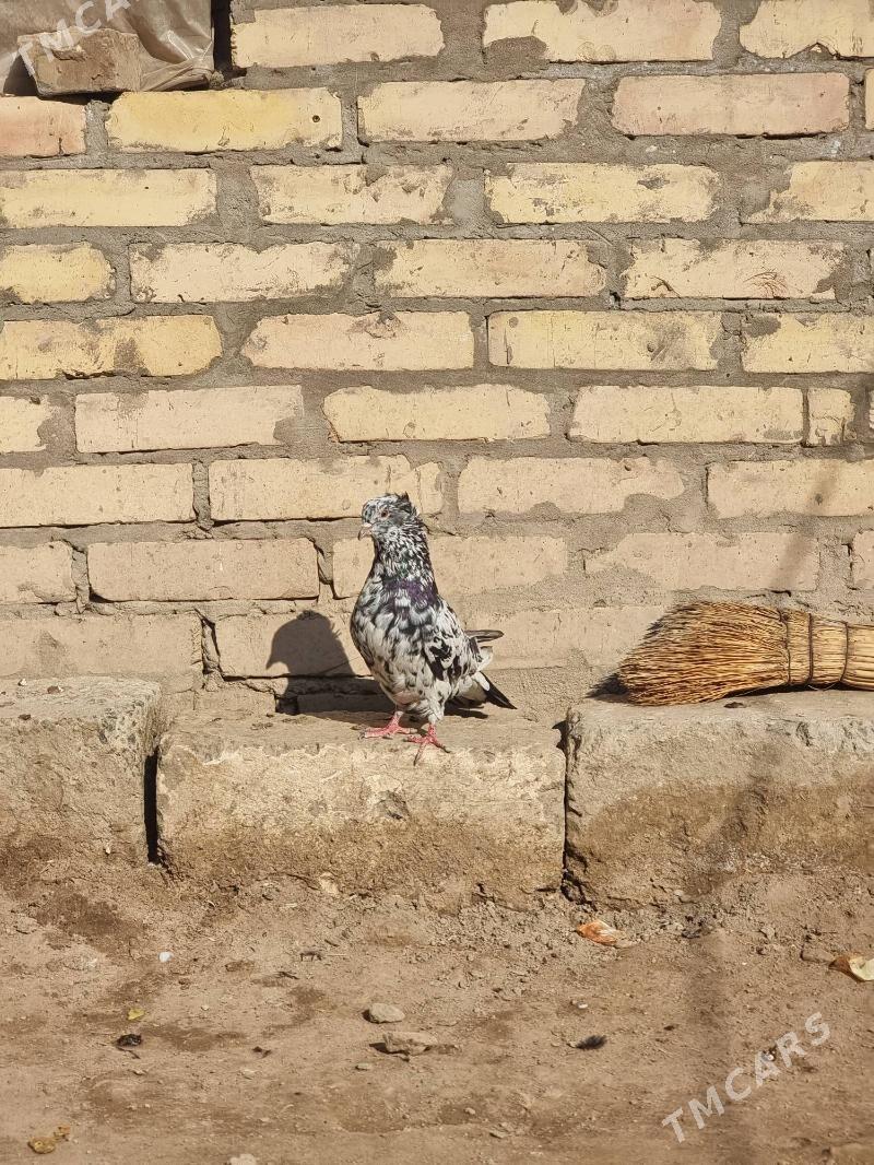 Kepderi - Türkmenabat - img 3