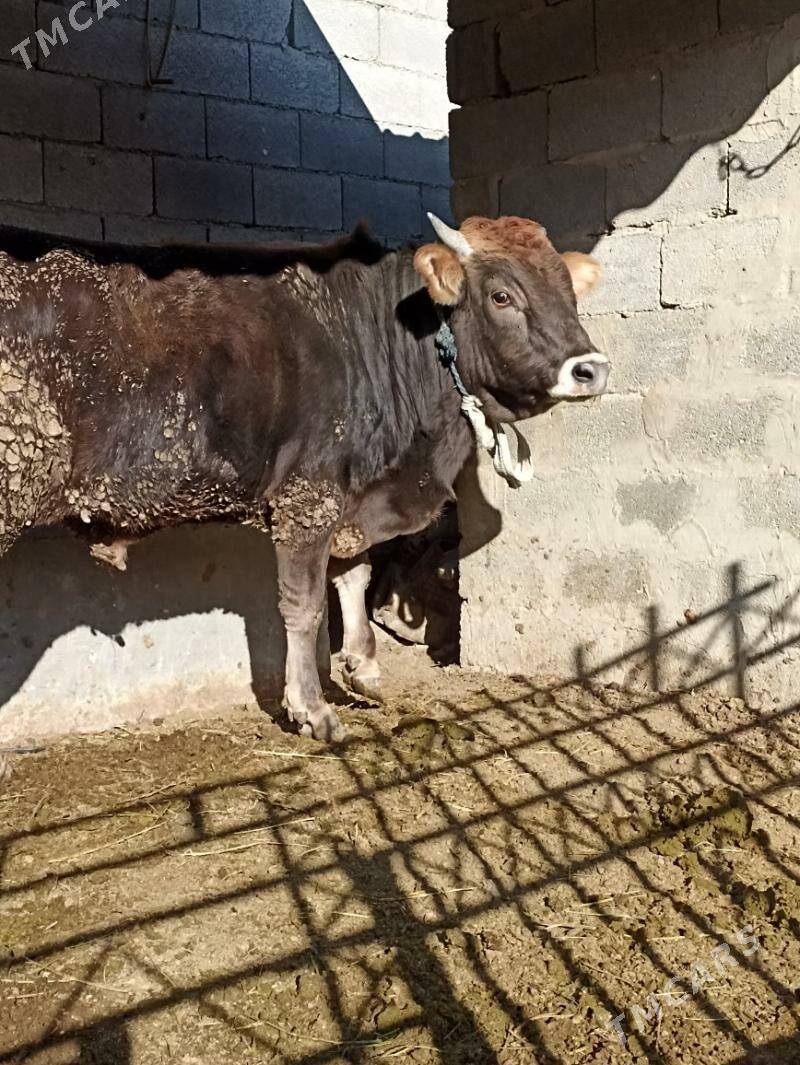 siwes okuz - Бахарден - img 3