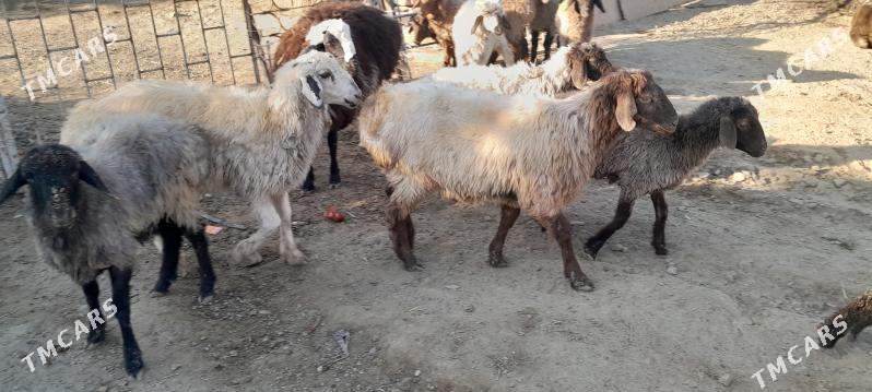 işşek tokly - Гёкдепе - img 2