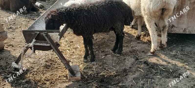 işşek tokly - Гёкдепе - img 1