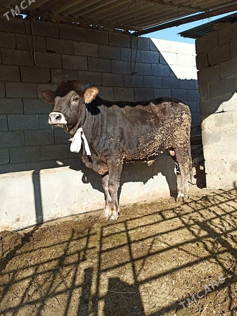 siwes okuz - Бахарден - img 4