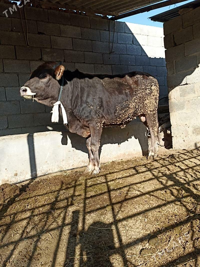 siwes okuz - Бахарден - img 1