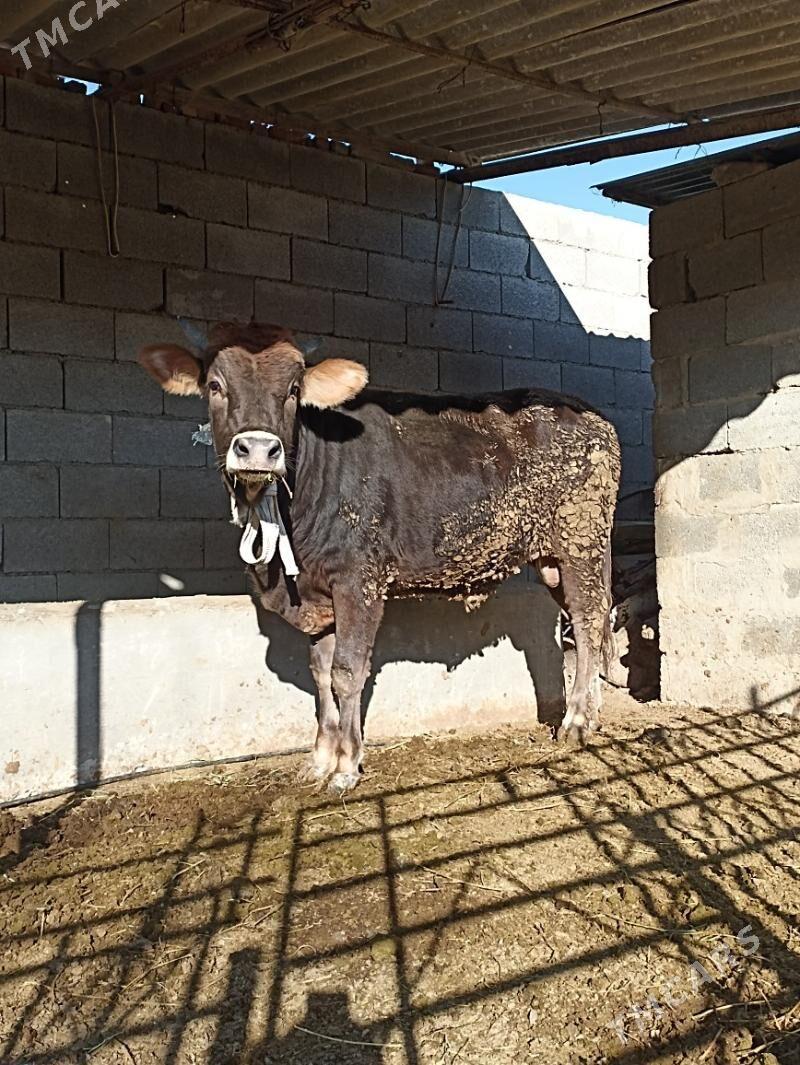 siwes okuz - Бахарден - img 5