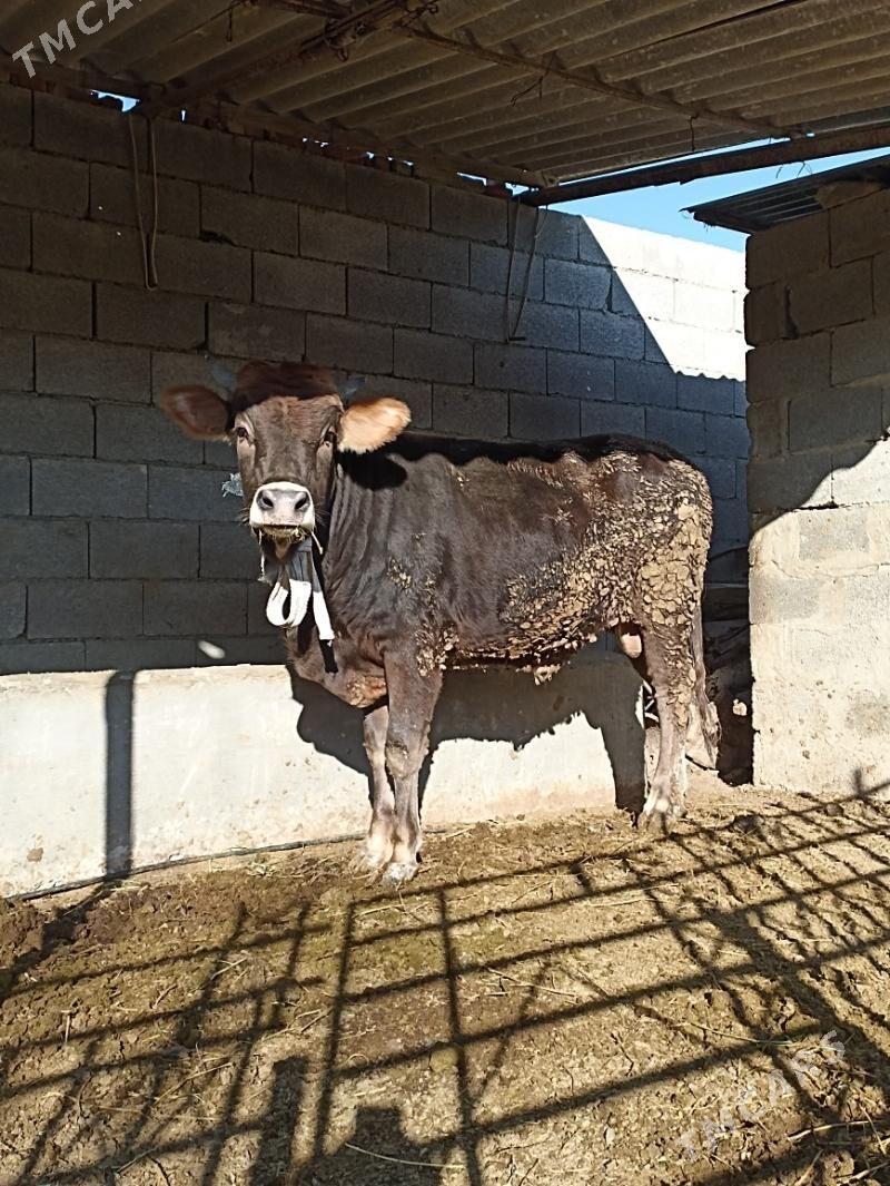 siwes okuz - Бахарден - img 6