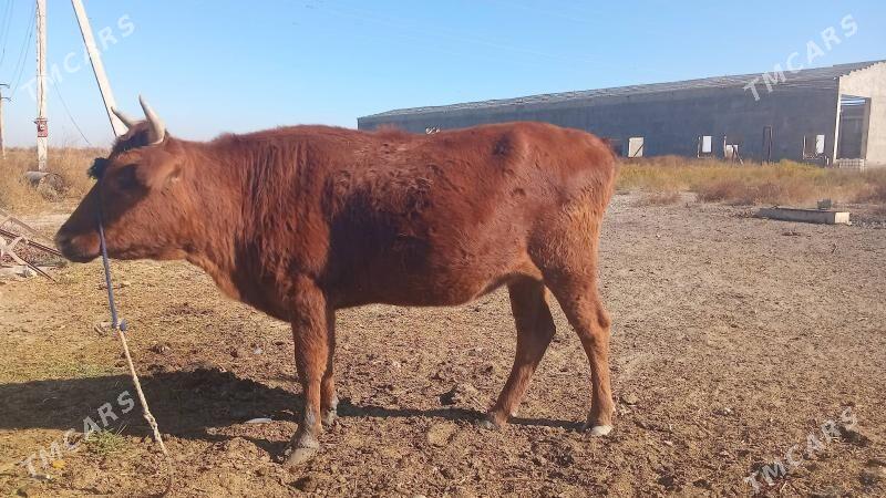 sygyr tuwe mallar - Кака - img 2