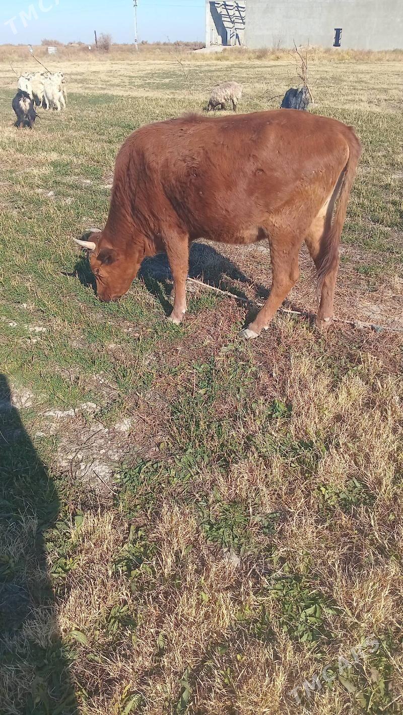 sygyr tuwe mallar - Кака - img 4